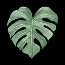 Fancy Plants' Community