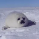 : 𓏲🐋Sealchxii's Aquarium ✩࿐࿔