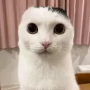 Riueiwiwieieiwisijdjdjdjdj
