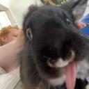 RabbitCraft