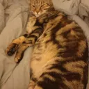 Fc gribouille banner