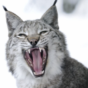 ─ Lynviux | Premier / Ranked ค, Discord server icon