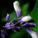 Salvia Secrets