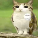 meowlcord
