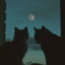 ✰∙𝚂𝚞𝚔𝚒∙✰'s server Discord server icon