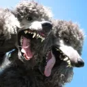 ˝ snarlz﹗ Discord Server Icon