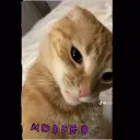 Kitty's modded server