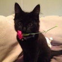 Kenium Dev Discord server icon