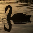 ⋆.˚ ★— 𝙎𝙚𝙧𝙚𝙣𝙞𝙩𝙮 𝙇𝙖𝙠𝙚 🎃🦇 Discord server icon