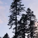 Spruce Club