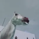 Cav yap