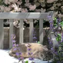 Kitty Corner ♡