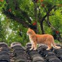 -ˏˋ cat garden 🐈 ˊˎ- avatar