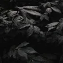 Black Leaf Productions