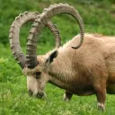 Herd of Grass Consumers