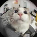 STEAL A BRAINROT YIPPIE!