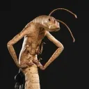 pogchamps server