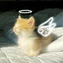 angel loves⋆｡‧˚ʚ🦢ɞ˚‧｡⋆