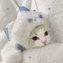 ˗ˏˋ ꒰ maow ꒱ ˎˊ˗