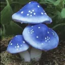 𓋼𓍊 The Fungus Colony 𓍊𓋼