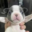 the silly willies's icon