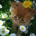 friends 18+ afterdark Discord Server Icon