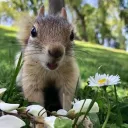 Sammy’s Squirrels