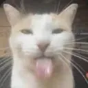 [K.I.T.T] Kitten