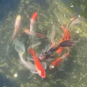 The Fishpond