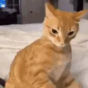 Oranges