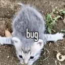 bug