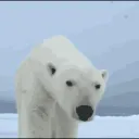 siberia ʕ •ᴥ•ʔ
