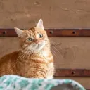 cat lover Events