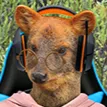 Pudus Gamers