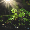 The Clover Isle Discord server icon