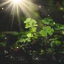 The Clover Isle