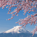 〖𝒮𝑒𝓇𝑒𝓃𝒶𝒹𝑒〗 Discord server icon