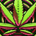 Cannabis Community BW powered by CSC Karlsruhe Discord Server Icon
