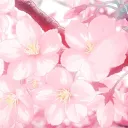 𝜗꒰ྀི ~ 🌸 Sakura Skies 🌸 ~  ꒱ྀི𝜚