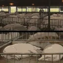 The Hog Farm