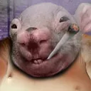 Sewer Rats