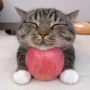 A House Discord server icon