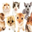 sweetest sllrs ⸜(｡˃ ᵕ ˂ )⸝'s icon