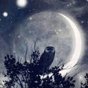 🌙Starry Owl Sanctum🌙 Discord server icon