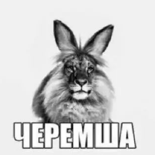 Status: Stasis — Дискорд Сервер