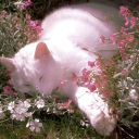 ⋆˚꩜yume central Discord server icon