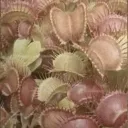 ✦　∿　/nyra  promos + free bids