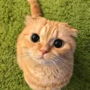 The Cult of Cats