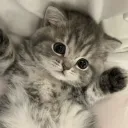 котики UWU