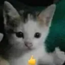 Waos